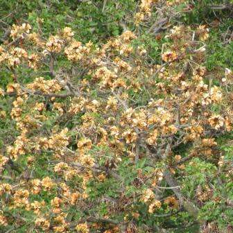 Erythrina caffra Cream Flowering Coast Coral Tree 3 Seed Pack - Kuskoraalboom - Indigenous NEW