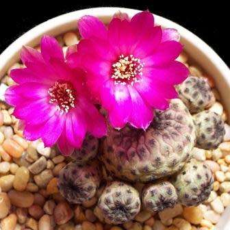Rebutia canigueralii Seeds - Exotic Cactus Succulent - Combined Global Shipping