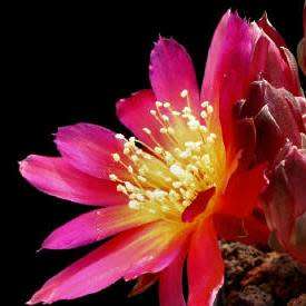 Rebutia canigueralii Seeds - Exotic Cactus Succulent - Combined Global Shipping
