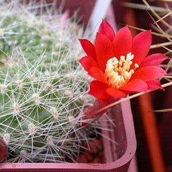 Rebutia minuscula var. grandiflora Seeds - Exotic Cactus Succulent - Combined Shipping