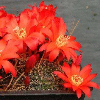 Rebutia minuscula var. grandiflora Seeds - Exotic Cactus Succulent - Combined Shipping