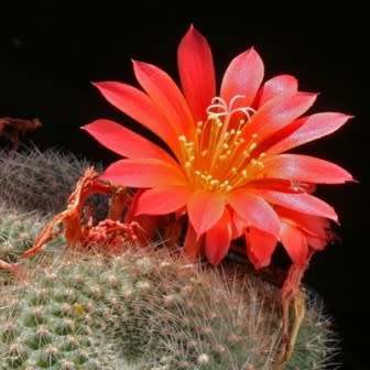 Rebutia minuscula var. grandiflora Seeds - Exotic Cactus Succulent - Combined Shipping