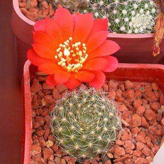 Rebutia minuscula var. grandiflora Seeds - Exotic Cactus Succulent - Combined Shipping