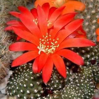 Rebutia minuscula var. grandiflora Seeds - Exotic Cactus Succulent - Combined Shipping
