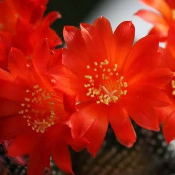 Rebutia minuscula var. grandiflora Seeds - Exotic Cactus Succulent - Combined Shipping