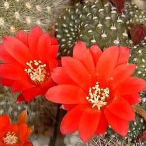 Rebutia minuscula var. grandiflora Seeds - Exotic Cactus Succulent - Combined Shipping
