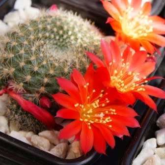 Rebutia minuscula var. grandiflora Seeds - Exotic Cactus Succulent - Combined Shipping