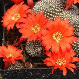 Rebutia minuscula var. grandiflora Seeds - Exotic Cactus Succulent - Combined Shipping