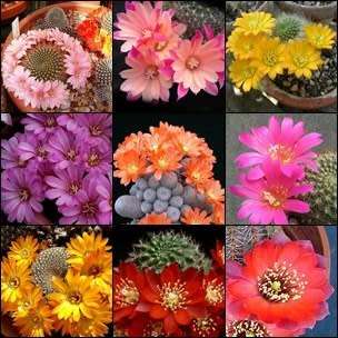 Rebutia Mixed Species - 5 Seed Pack - Exotic Cactus Succulent -Combined Shipping