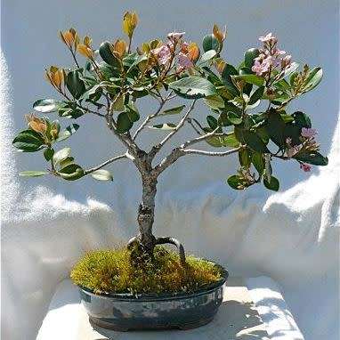 5 Rhaphiolepis indica - Indian Hawthorn Bonsai Seeds + Free Bonsai eBook - Exotic