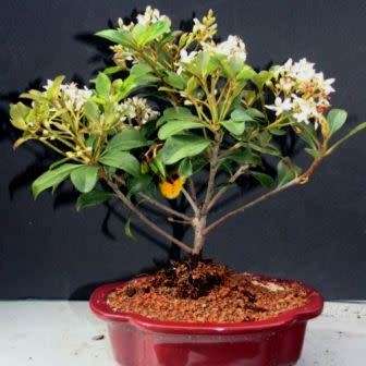 5 Rhaphiolepis indica - Indian Hawthorn Bonsai Seeds + Free Bonsai eBook - Exotic