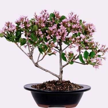 5 Rhaphiolepis indica - Indian Hawthorn Bonsai Seeds + Free Bonsai eBook - Exotic
