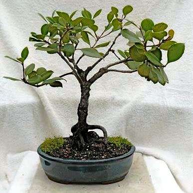 5 Rhaphiolepis indica - Indian Hawthorn Bonsai Seeds + Free Bonsai eBook - Exotic