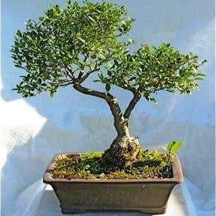 5 Rhaphiolepis indica - Indian Hawthorn Bonsai Seeds + Free Bonsai eBook - Exotic