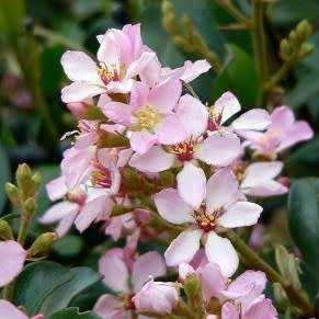 Rhaphiolepis indica - Indian Hawthorn Shrub Seeds + Free Seeds with ALL orders - Exotic