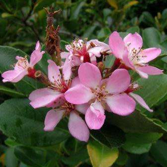 Rhaphiolepis indica - Indian Hawthorn Shrub Seeds + Free Seeds with ALL orders - Exotic