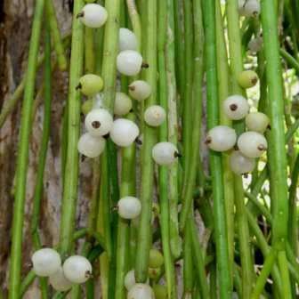 5 Rhipsalis baccifera - Mistletoe Cactus Seeds - Succulent + Free Seeds with ALL orders