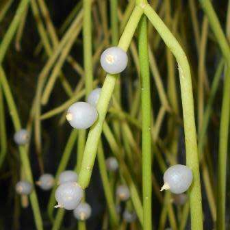 5 Rhipsalis baccifera - Mistletoe Cactus Seeds - Succulent + Free Seeds with ALL orders