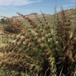 Rhodocoma capensis - 5 Seed Pack - Indigenous South African Endemic Ornamental Grass