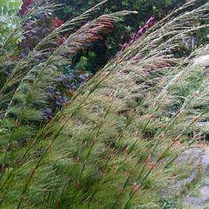 Rhodocoma capensis - 5 Seed Pack - Indigenous South African Endemic Ornamental Grass