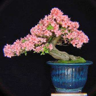 Rhododendron schlippenbachii - Royal Azalea Bonsai - 5 Seeds + FREE Gifts Seeds + Bonsai eBook