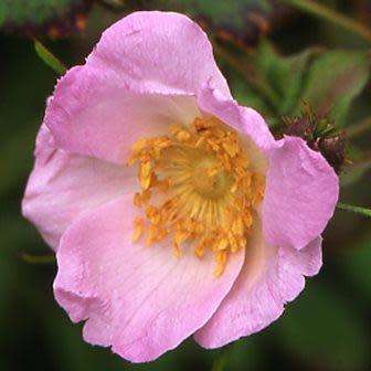 5 Rosa davidii Seeds - Father David's Rose - Perennial Flowering Shrub - Combined Worldwide Shipping