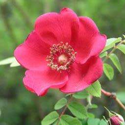 5 Rosa moyesii - Moyes Rose - Perennial Flowering Shrub - Combined Worldwide Shipping
