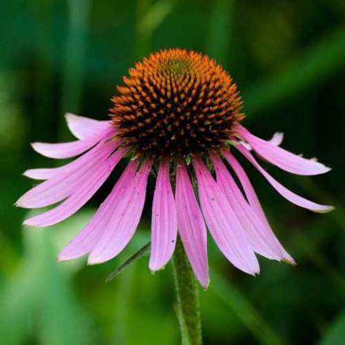 5 Echinacea Seeds - Rudbeckia purpurea ~ Indigenous Medicinal Herbs - Perennial Flower