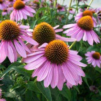 5 Echinacea Seeds - Rudbeckia purpurea ~ Indigenous Medicinal Herbs - Perennial Flower