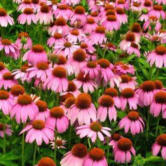 5 Echinacea Seeds - Rudbeckia purpurea ~ Indigenous Medicinal Herbs - Perennial Flower