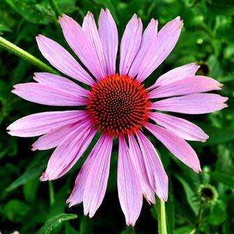 5 Echinacea Seeds - Rudbeckia purpurea ~ Indigenous Medicinal Herbs - Perennial Flower