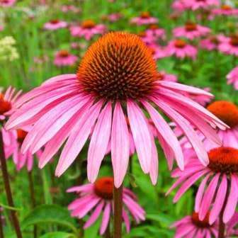 5 Echinacea Seeds - Rudbeckia purpurea ~ Indigenous Medicinal Herbs - Perennial Flower