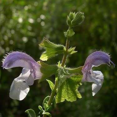 Salvia africana-caerulea, 5 Seed Pack, Indigenous Edible Herb Cut Flower Fynbos Medicinal Shrub