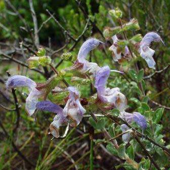 Salvia africana-caerulea, 5 Seed Pack, Indigenous Edible Herb Cut Flower Fynbos Medicinal Shrub