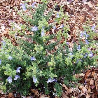Salvia africana-caerulea, 5 Seed Pack, Indigenous Edible Herb Cut Flower Fynbos Medicinal Shrub