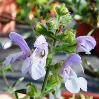 Salvia africana-caerulea, 5 Seed Pack, Indigenous Edible Herb Cut Flower Fynbos Medicinal Shrub