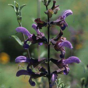 Salvia africana-caerulea, 5 Seed Pack, Indigenous Edible Herb Cut Flower Fynbos Medicinal Shrub