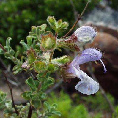 Salvia africana-caerulea, 5 Seed Pack, Indigenous Edible Herb Cut Flower Fynbos Medicinal Shrub