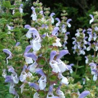 Salvia africana-caerulea, 5 Seed Pack, Indigenous Edible Herb Cut Flower Fynbos Medicinal Shrub