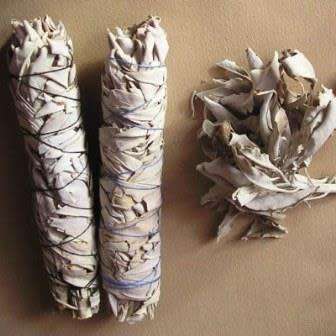 Salvia apiana - White Sage, Bee Sage, or Sacred Sage Seeds - Ethnobotanical