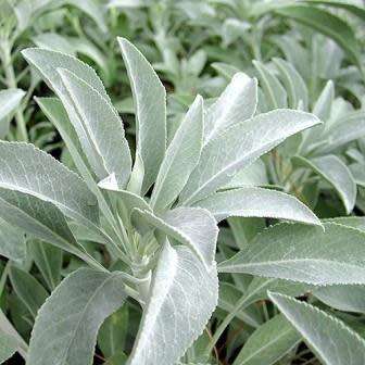 Salvia apiana - White Sage, Bee Sage, or Sacred Sage Seeds - Ethnobotanical