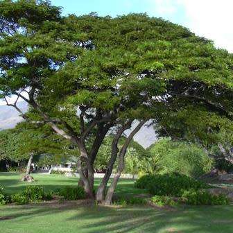 Samanea saman - 5 Seeds - Monkeypod or Rain Tree Tree or Shrub - Combined Shipping