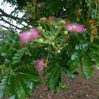 Samanea saman - 5 Seeds - Monkeypod or Rain Tree Tree or Shrub - Combined Shipping