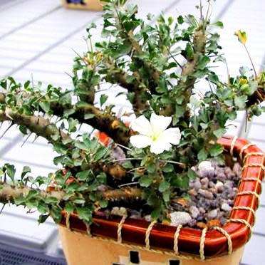 Sarcocaulon crassicaule Seeds - Indigenous Succulent - Combined Worldwide Shipping