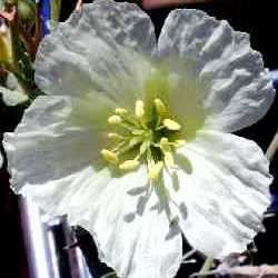 Sarcocaulon crassicaule Seeds - Indigenous Succulent - Combined Worldwide Shipping
