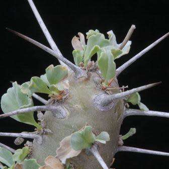 Sarcocaulon crassicaule Seeds - Indigenous Succulent - Combined Worldwide Shipping