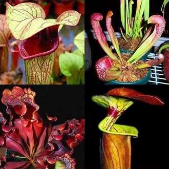 5 Mixed Pitcher Plant Seeds - Carnivorous Sarracenia Mixed Species, Varieties and Hybrids Seeds