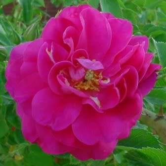 Rosa kordesii Seeds - Rose Perennial Flowering Shrub - Combined Ship Rate