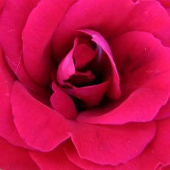 Rosa kordesii Seeds - Rose Perennial Flowering Shrub - Combined Ship Rate