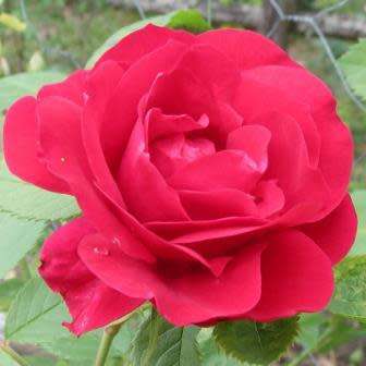 Rosa kordesii Seeds - Rose Perennial Flowering Shrub - Combined Ship Rate
